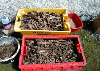 More of the artefacts found on the Shiants Plastic boxes of bone fragments