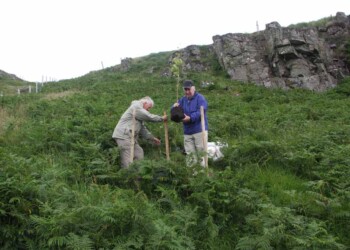 Tree planting is a tradition for Comunn Eachdraidh na Pairc 2 men planting a tree on a hill